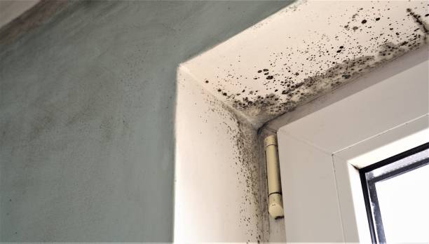 Best Dehumidification Services  in Demarest, NJ