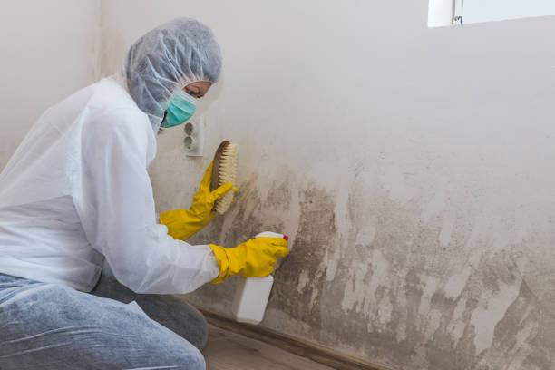 Best Mold Odor Removal Services  in Demarest, NJ