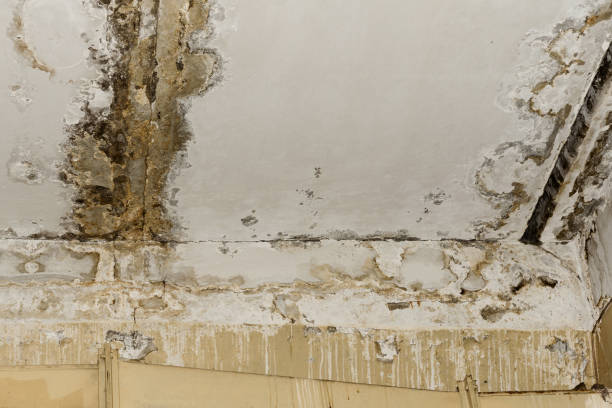 Best Mold Damage Restoration  in Demarest, NJ