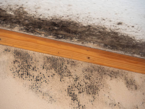 Best Black Mold Removal  in Demarest, NJ