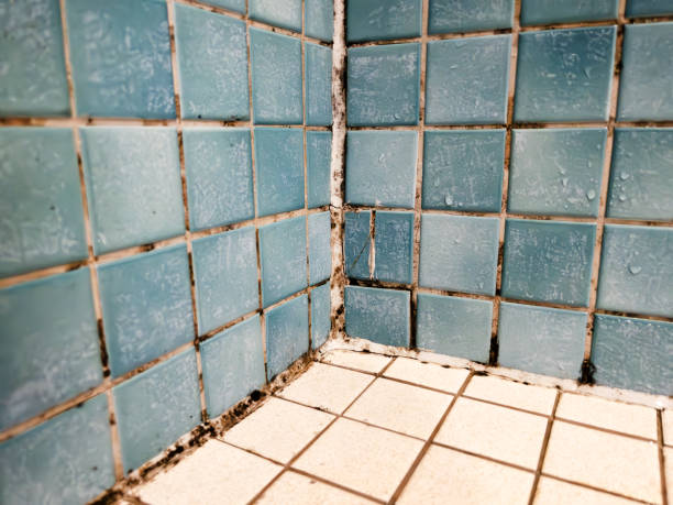 Best Forensic Mold Investigation  in Demarest, NJ