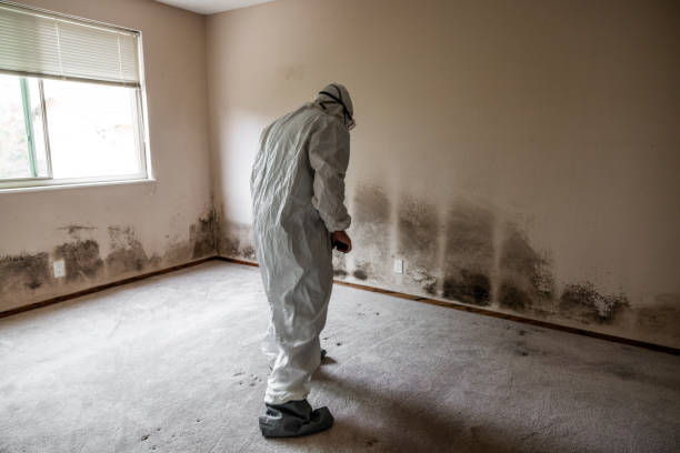 Best Industrial Mold Remediation  in Demarest, NJ