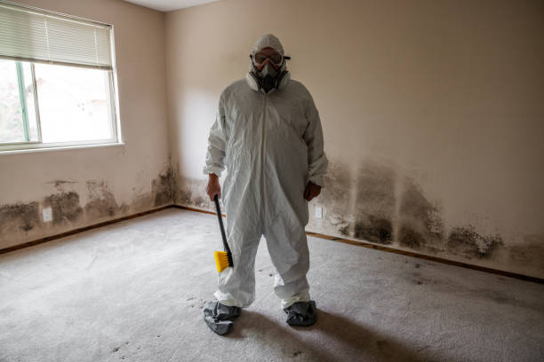 Best Basement Mold Removal  in Demarest, NJ