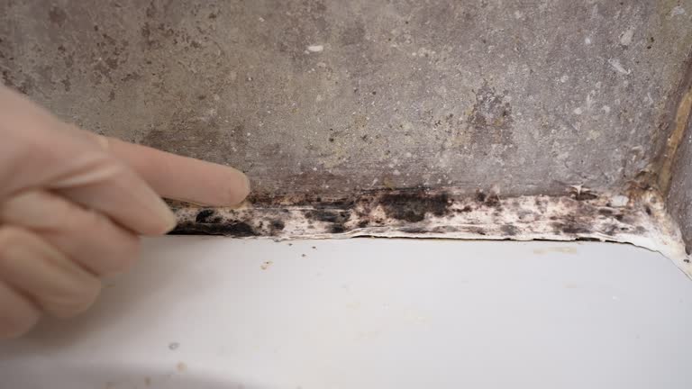Best Water Damage & Mold Remediation  in Demarest, NJ
