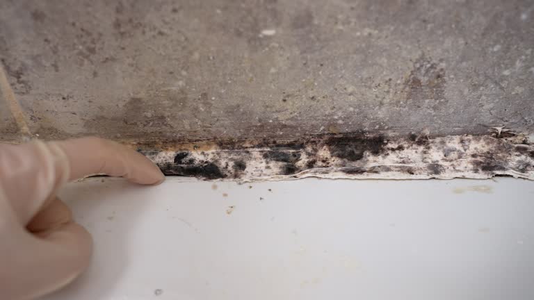Mold Remediation for Rental Properties in Demarest, NJ
