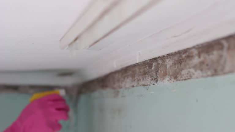 Best Emergency Mold Remediation  in Demarest, NJ